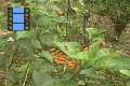 Scene 04_hssflight_Heliconius ismenius at lantana bush